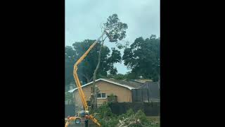 Tree Removal 2024
