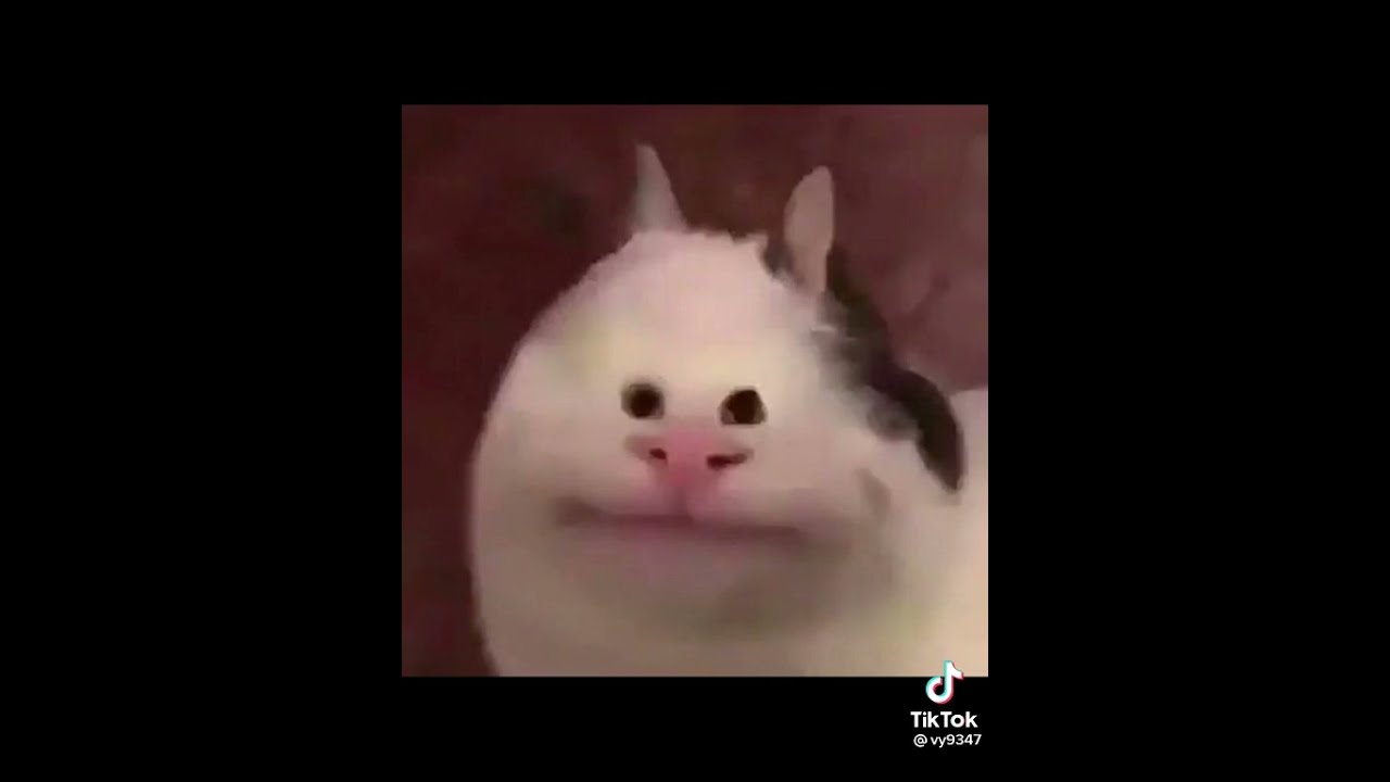 Фото кота белуга мем