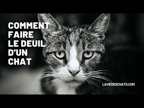 Vidéo: À la mort de votre chat: Quelques conseils pour soigner votre cœur en deuil