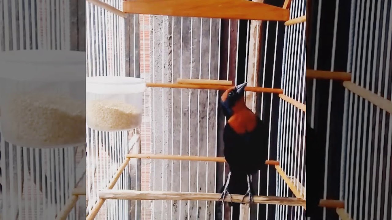 Garibaldi com canto de bigodinho já viram (Papa arroz)