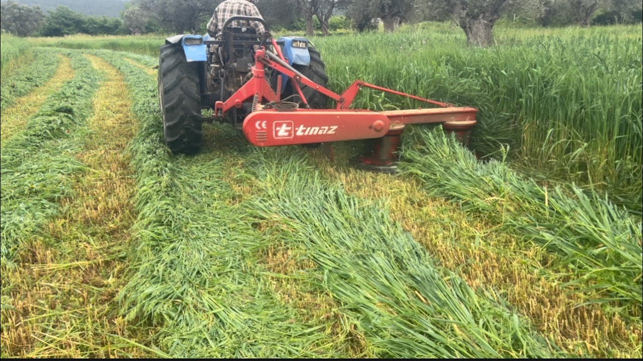 Yeşil yulaf otu biçimi