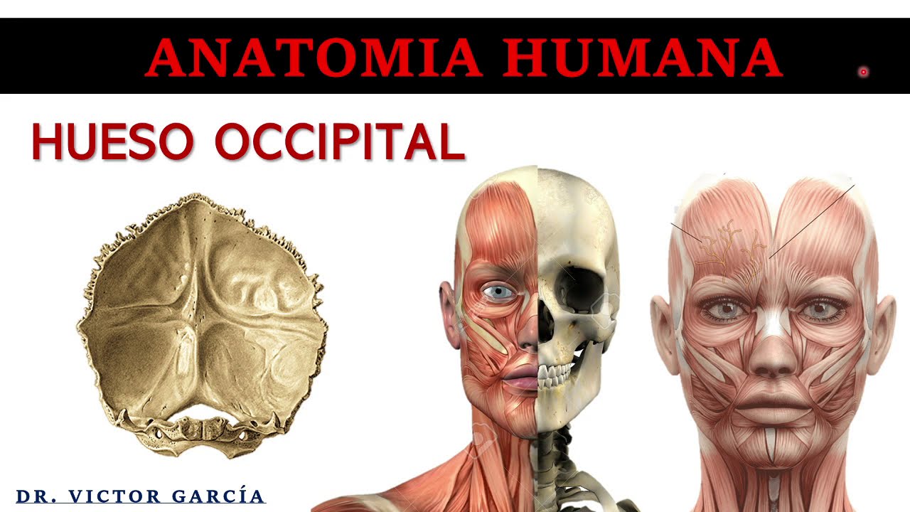 Hueso Occipital - Anatomía Humana en Odontología