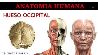 Occipital Bone - Human Anatomy in Dentistry