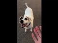 Carrie video