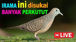 Perkutut Lokal Gacor alam liar iramanya BIKIN CEPAT NYAUT