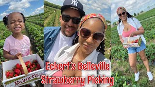 Vlog: Strawberry Picking at Eckert’s Belleville, Illinois | Family Fun