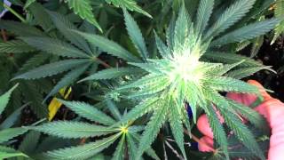 The Pro-Grow 400 LED Grow - Round 2, Ep. V