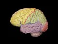 Neuroanatomía. Estructuras a identificar: giros y surcos.