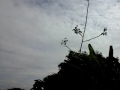 Pikat kutilang tapau 1