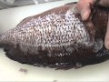 新方式ウロコ取り器【鱗トル】小魚から鯛まで･･･飛び散らないでスッキリ取れる