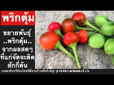 พริกตุ้ม ขยายพันธุ์โดยการเพาะเมล็ดผลสดๆที่แก่จัด