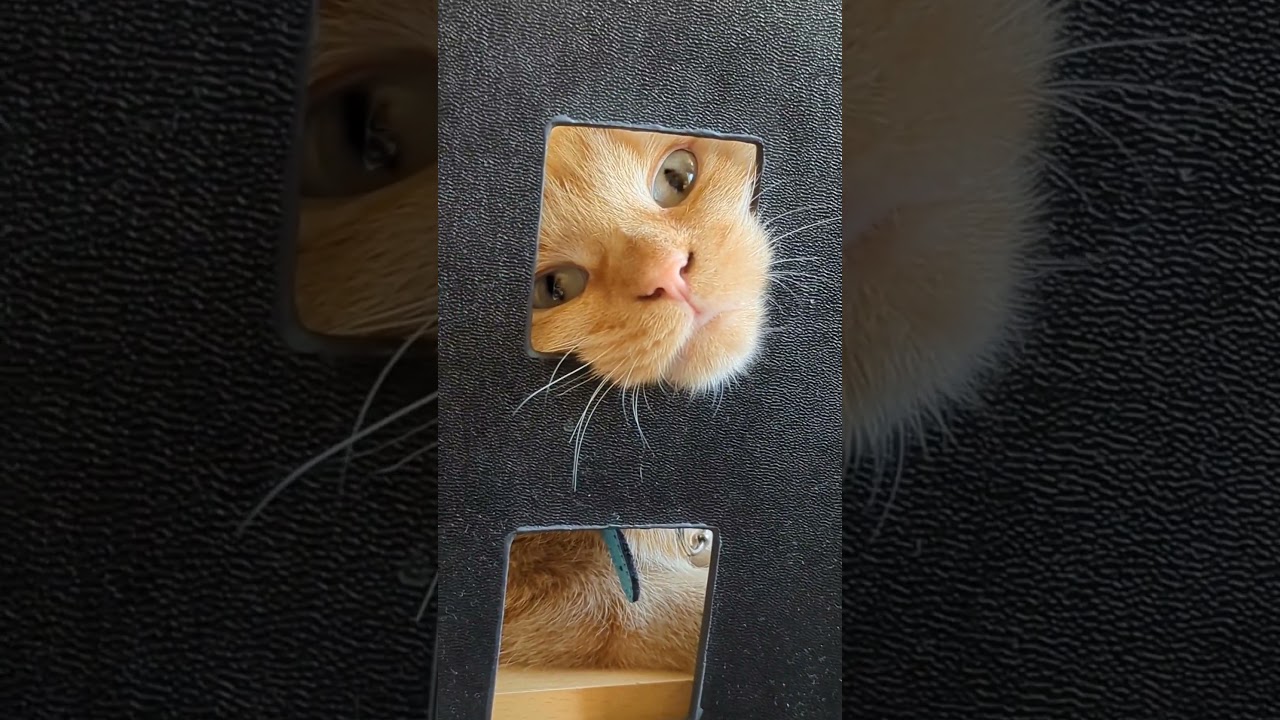 Рыжее Чудо  Red Miracle