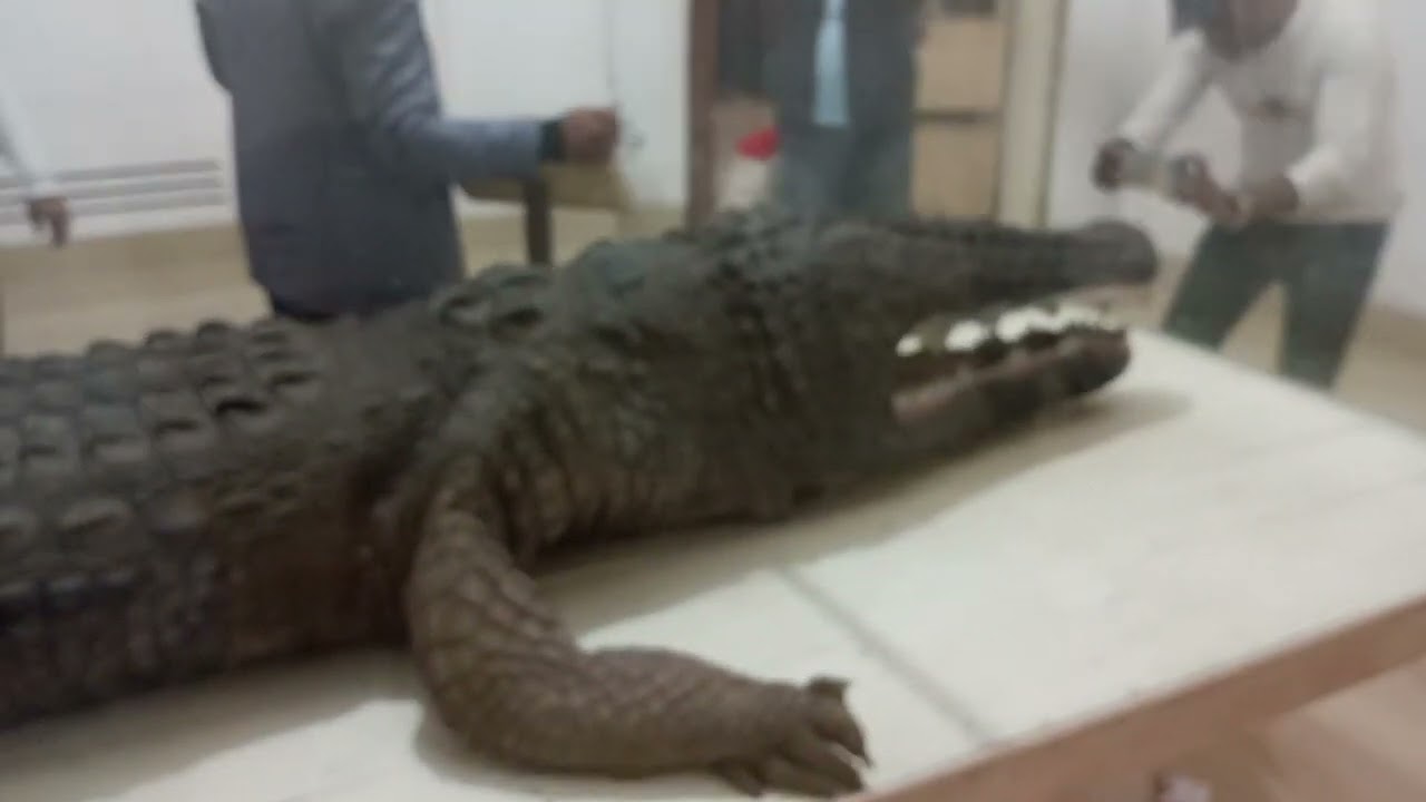 ষাটগম্বুজ মসজিদ  জদুঘর