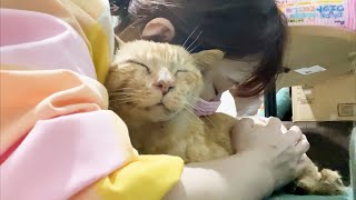 車に轢かれて保護した猫、ママの腕の中で眠ってくれました