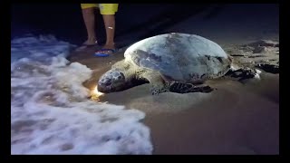 Akhirnya Bisa Melihat Penyu Hijau Bertelur dan Kembali ke Laut.....