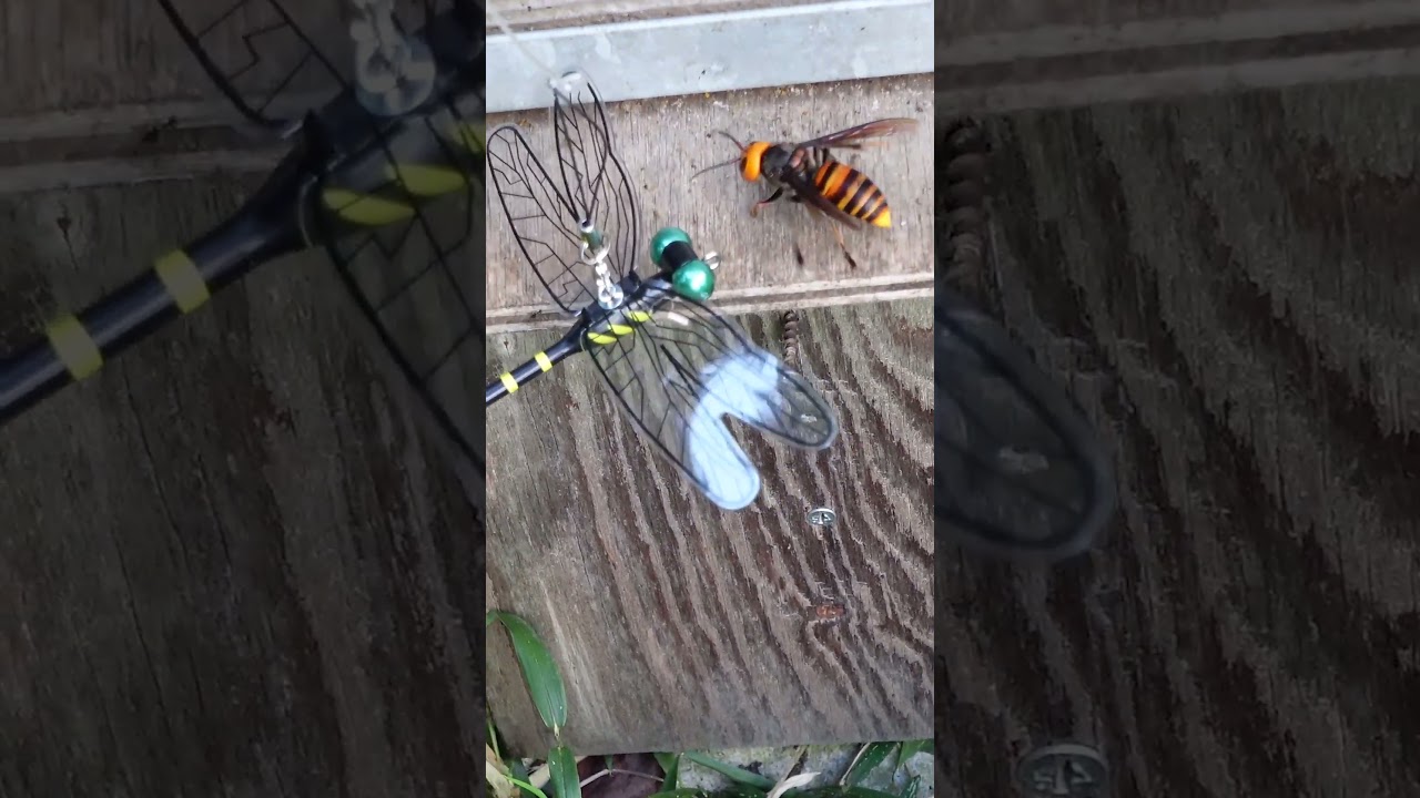 Dragonfly Figure vs Giant Hornets: An Attempt to Protect Japanese Honeybees
