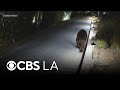 Black bear seen exploring Encino neighborhoods