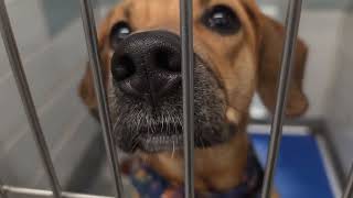 Acs A817361