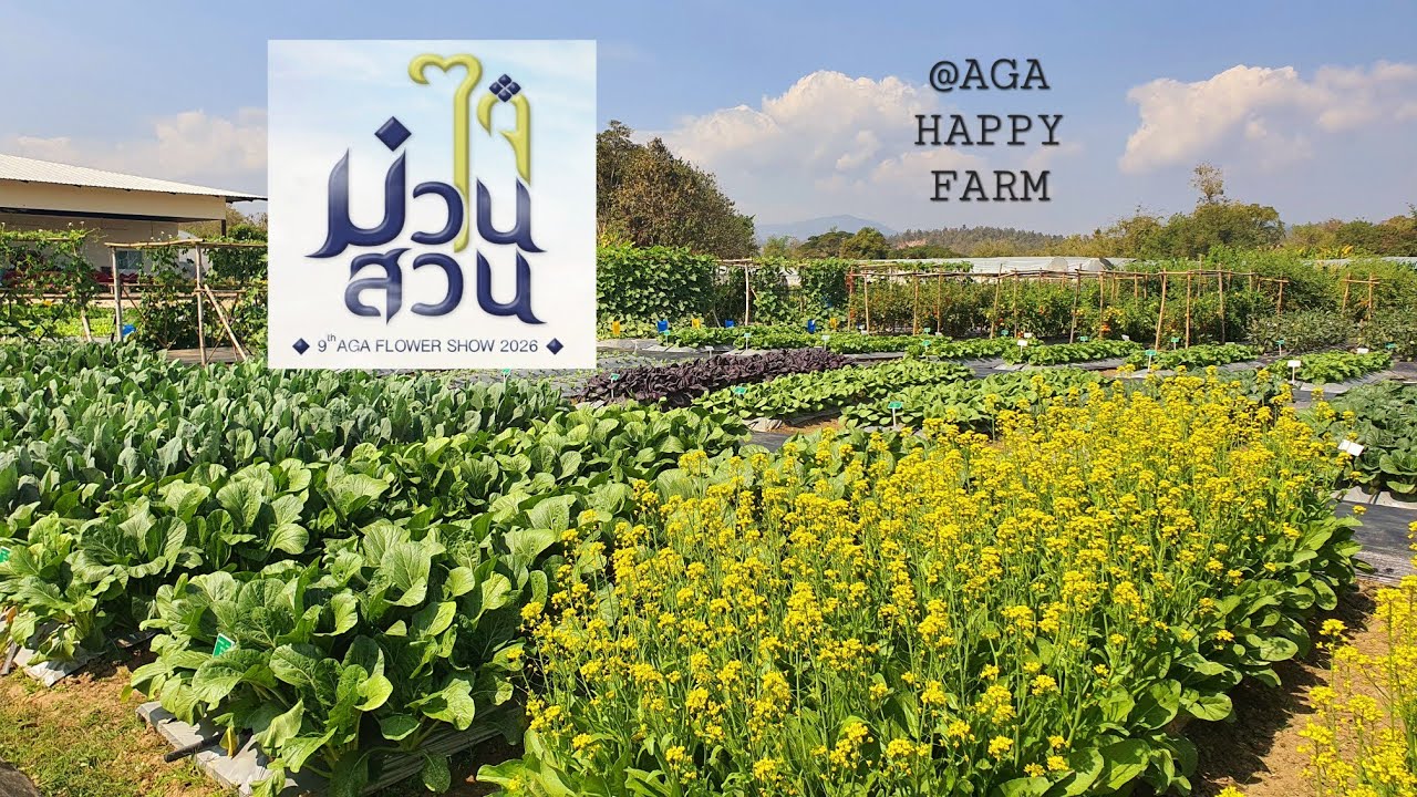 ม่วนใจ๋ในสวน 2026 @AGA Happy Farm ไอเดียสวนผักเดินชมแปลงผักสาธิต น่าปลูกทุกสายพันธุ์ 💚Hatley Garden