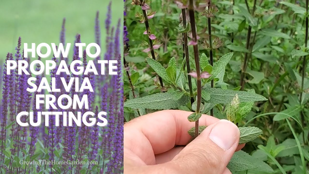 How to Propagate Salvia and how to Deadhead Salvia (Salvia