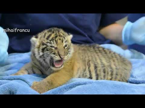 Video: Cara Menamakan Seekor Harimau