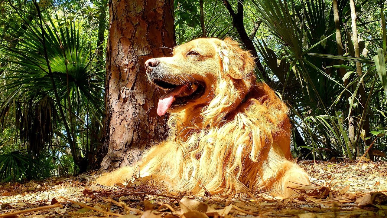 Golden Retriever Goes To The Dog Park YouTube