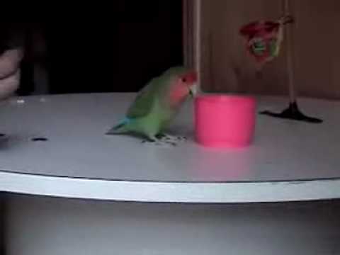 Lovebird Tricks/bird training/SMART PARROT!!!