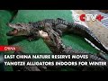 East China Nature Reserve Moves Yangtze Alligators Indoors for Winter