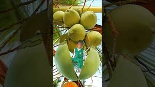 buah kelapa jatuh🥰🥰🥰🥰