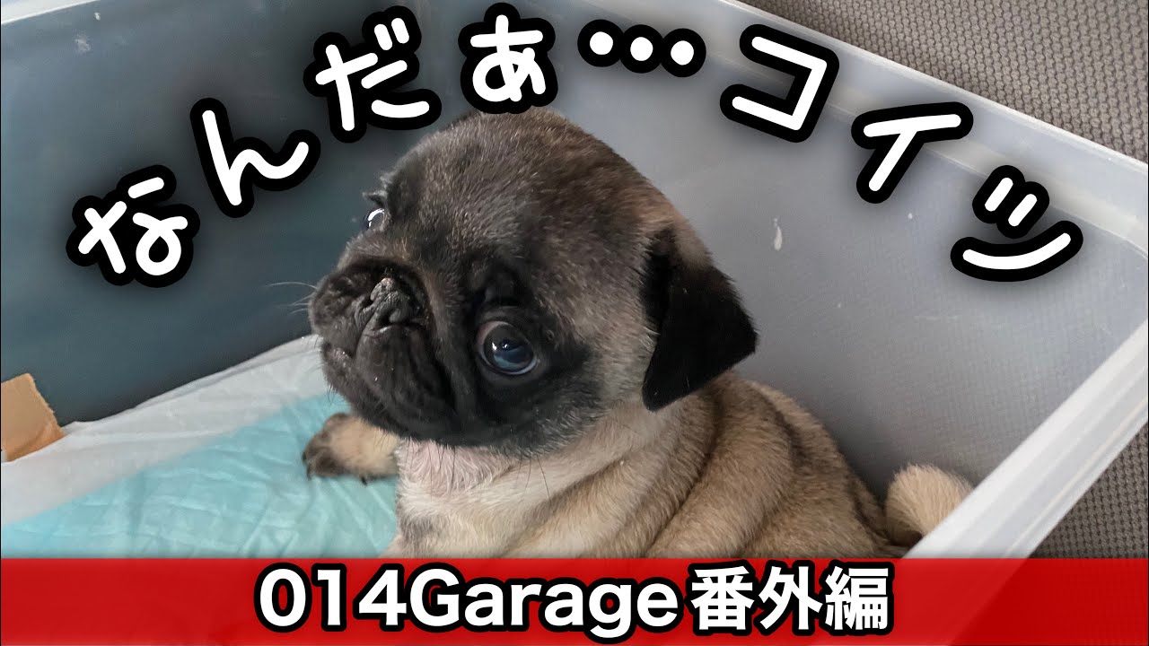014garage 番外編 ブサかわ 新しい家族 元気いっぱいの子犬 パグ 男の子 がやってきた パグ 子犬 Pug Puppy Youtube