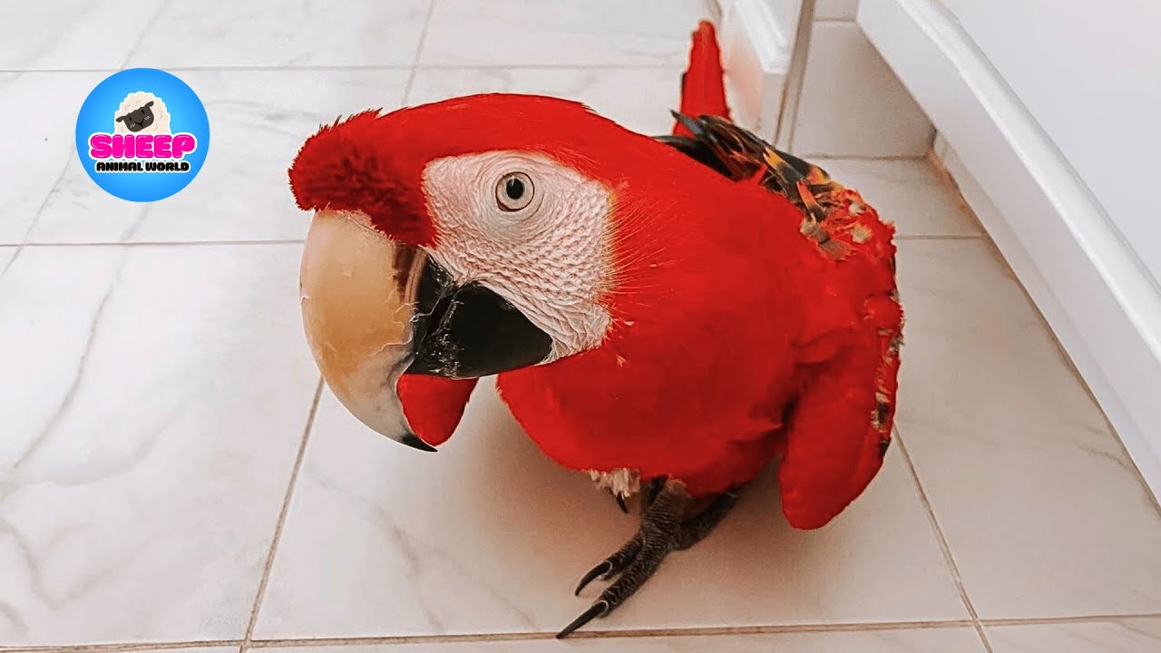 They Gave Up on Her — Until One Woman Changed Mona the Macaw’s Life Forever