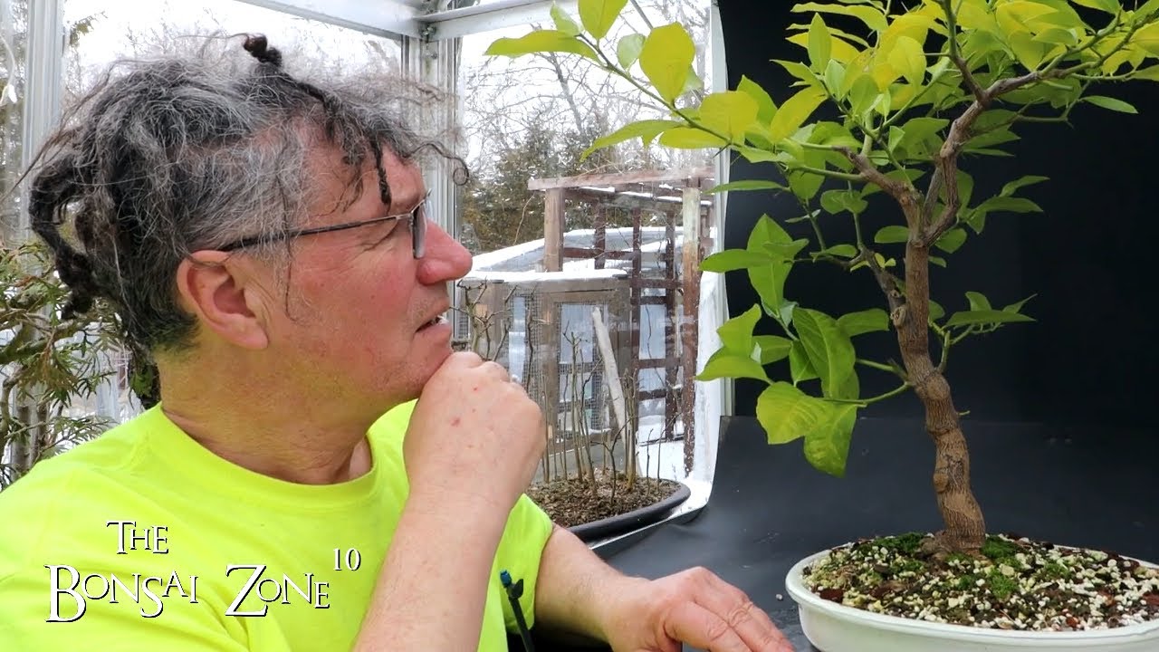 My Oldest Lemon Tree Bonsai, The Bonsai Zone, Feb 2023 YouTube