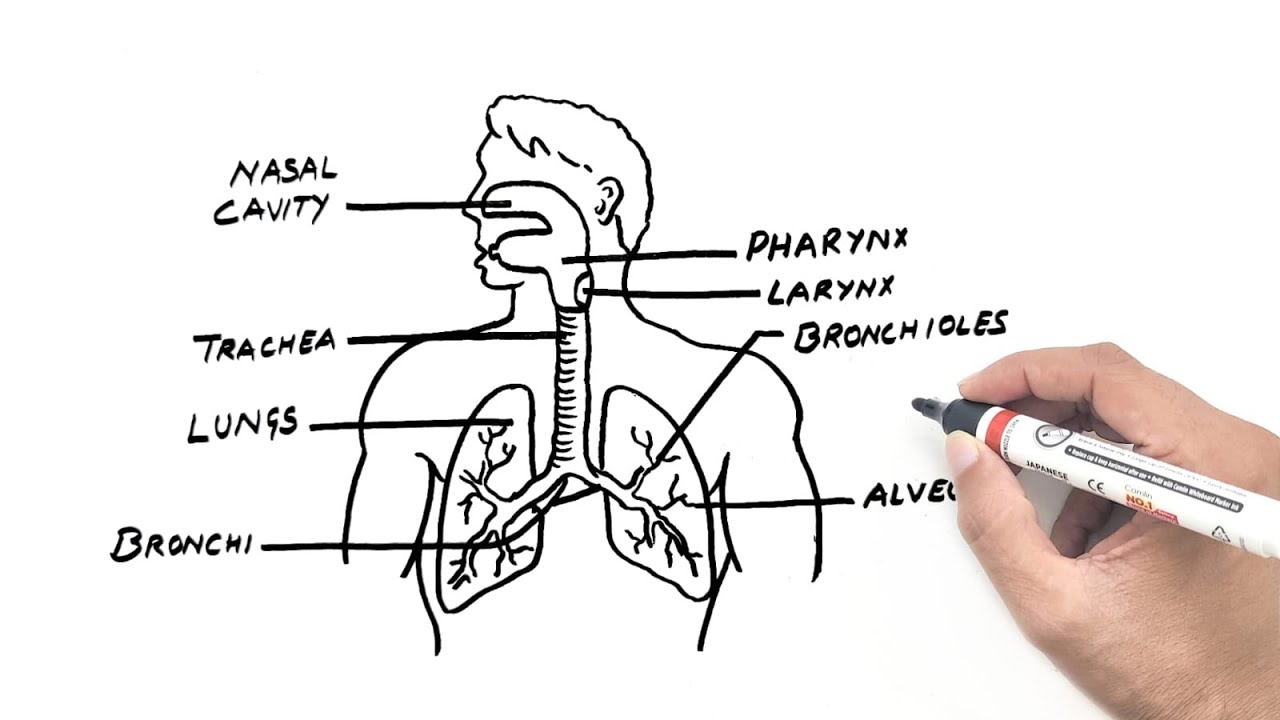 Beachy Ch 1 respiratory system structure Flashcards | Quizlet