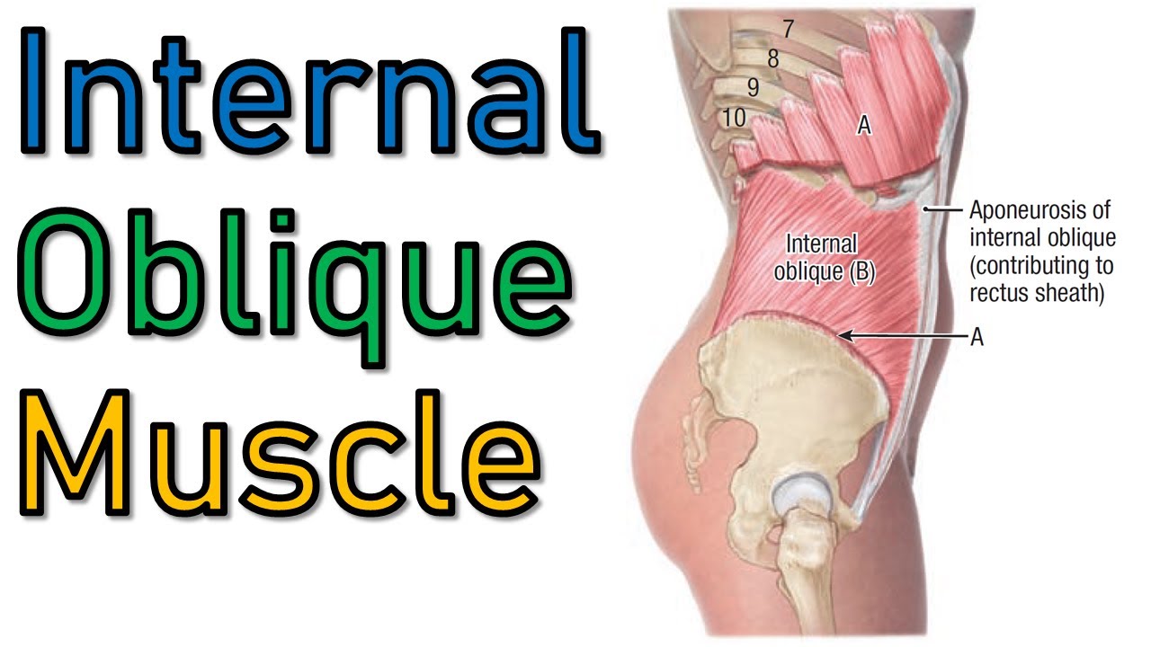 10. Muscles of Anterolateral Abdominal Wall [Part (6/13)] || تشريح البطن - كلية الطب | [A5]