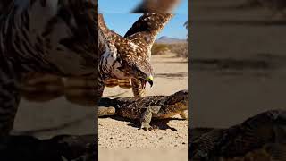 🦅 Hawk swoops down to grab a monitor lizard #shortsfeed #shorts #hawk #monitorlizard