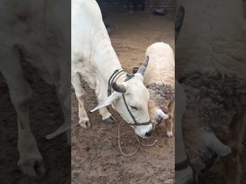 گائے اور بھیڑ کی بچی ایک انوکھی یاری 