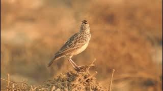 Oriental Skylark Singing