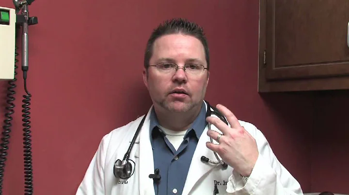 Canine & Feline Diseases : Feline Herpes Symptoms