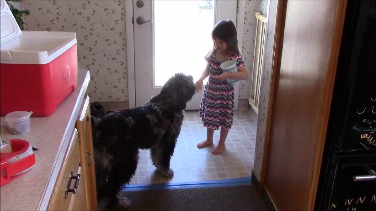 Annie training Lucy the Aussiedoodle - YouTube