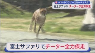 Witness a cheetah sprinting at 110 km/h right before your eyes