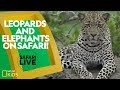 Wildlife Behavior and Adaptations