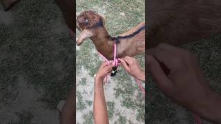 ¿Sabías que un nudo puede salvar la vida de tu paciente? 🐐🩺 #AsDeGuía #saludanimal #fypyoutube #vets