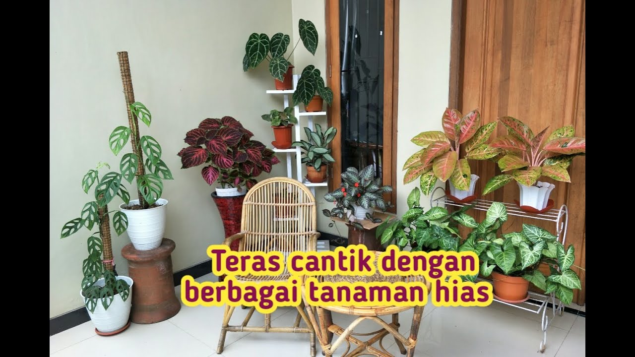 Teras rumah cantik dengan berbagai tanaman hias - YouTube