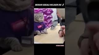 Kucing ini sangat berani #short #hewan #yearofyou #azepzuliana