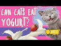 Can Cats Eat Yogurt And Is Yogurt Safe For Cats рџђ Surprising Facts You Need To Know Can Cats Eat Yogurt And Is Yogurt Safe For Cats рџђ Surprising Facts You Need To Know