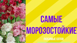 Самые морозостойкие многолетники для сада!