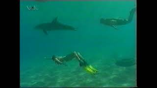 Woman Swimming With Dolphins