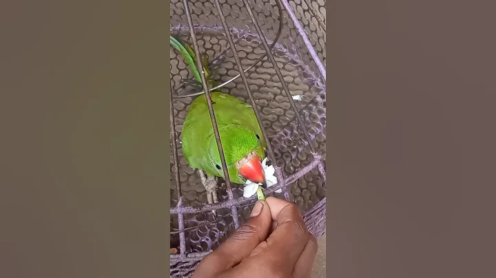 Talking Parrot Interacts Adorably With Owner