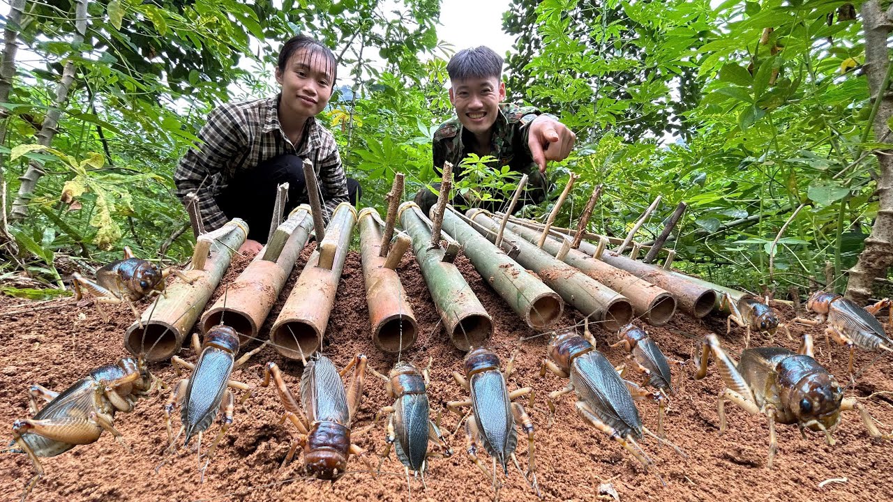 BẪY DẾ MÈN TÓM GỌN TRONG HANG | CÁCH BẪY DẾ MÈN HIỆU QUẢ NHẤT - Bùi Văn Trọng