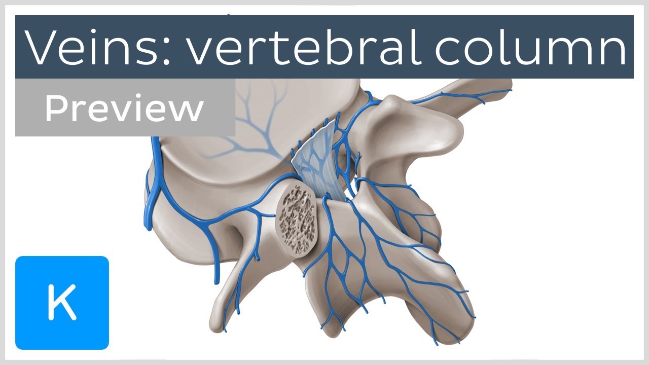 Veins of the Vertebral Column (preview) - Human Anatomy | Kenhub